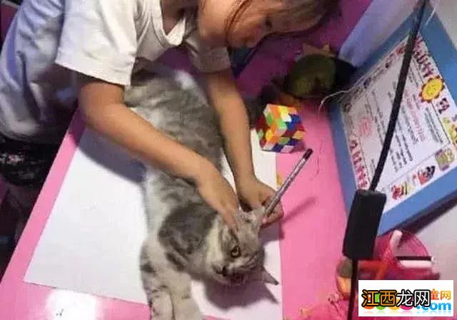 小主人为完成画猫作业，想出这一办法，搞得猫咪都有点怀疑喵生