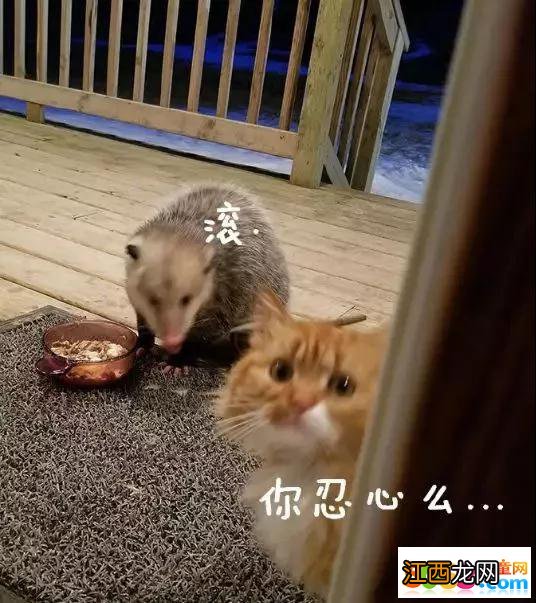 猫咪：你们怎么可以对这么可爱的我视而不见!