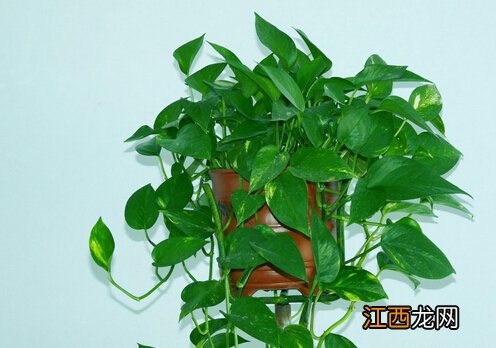 黄金葛对家居环境的影响-黄金葛的风水学应用