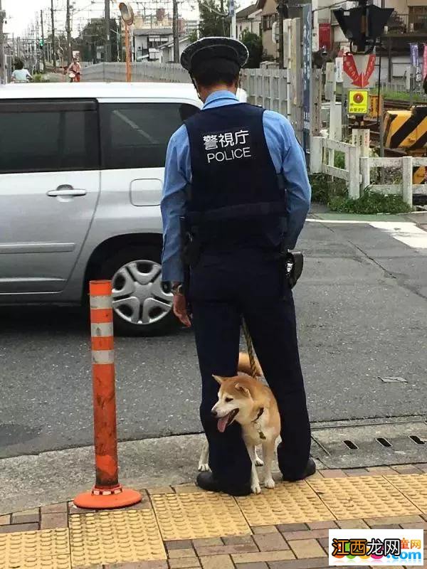 柴犬当上了“警犬”?可看到这画风，未免也太过可爱了吧!