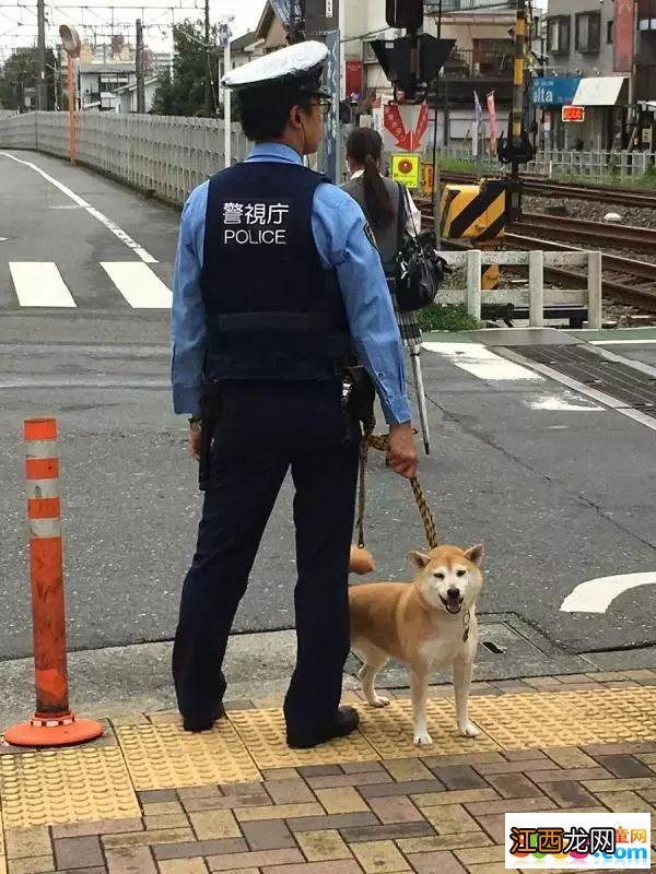 柴犬当上了“警犬”?可看到这画风，未免也太过可爱了吧!