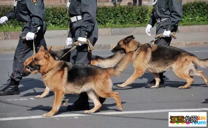 柴犬当上了“警犬”?可看到这画风，未免也太过可爱了吧!