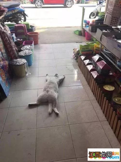 主人养了一只猫,本想让它看店,但是看到这一幕顿时打消这个念头。