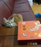 网友家的橘猫很贪吃，每天都用这表情讨吃的，百试不爽