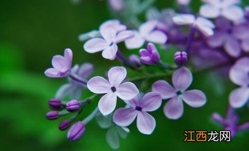 丁香花的介绍-丁香花对家居环境的影响