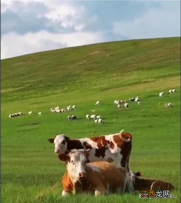 农村有什么好的生意可以做