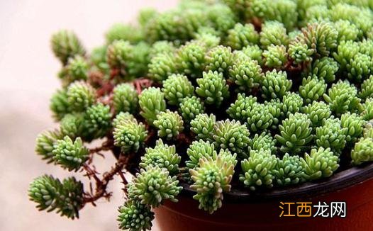 薄雪万年草的简介-薄雪万年草的养殖方法