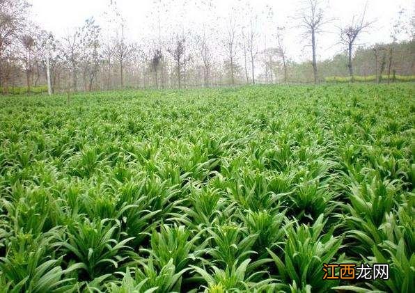 贡菜是如何制作而成的，这几点好记还有用 贡菜是什么做成的