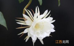 昙花对家居环境的影响-昙花是怎样的？