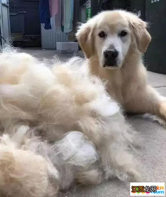 又到狗子们脱毛的季节了!金毛：我是不是快秃了?