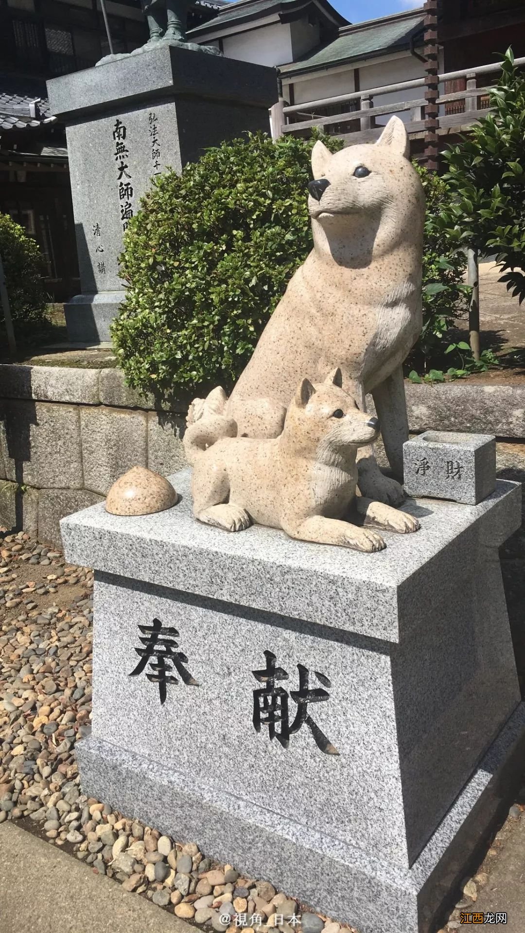 今日趣闻 柴犬汉堡包 & 日本人最一言难尽的分手理由 等