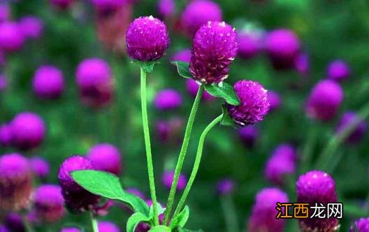 为什么植物会出现烂根的现象?