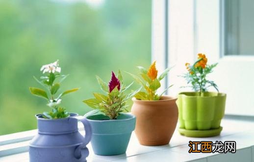 给你支招让你养好花