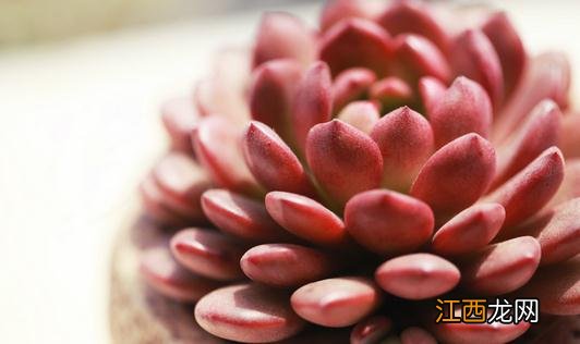 冬季多肉植物被冻伤了怎么办？