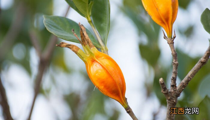 栀子花叶子发黄掉花苞