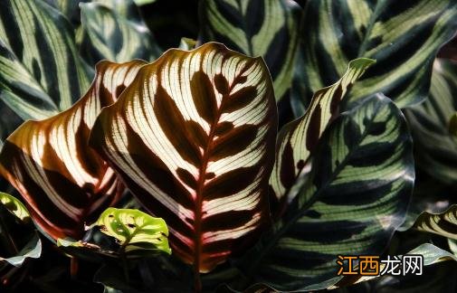 孔雀竹芋的简介-孔雀竹芋的养殖方法