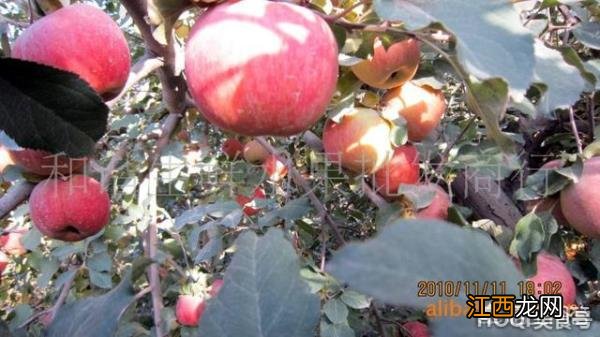 美丽的新疆——阿克苏 美丽的阿克苏作文