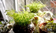 水养植物是什么？水养植物的分类