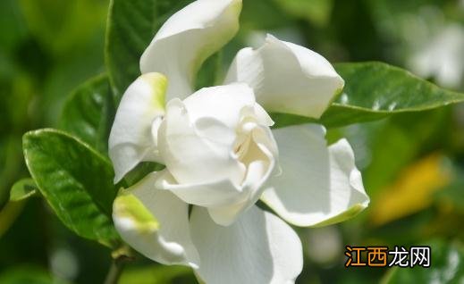 栀子花都有什么种类？栀子花对环境的要求