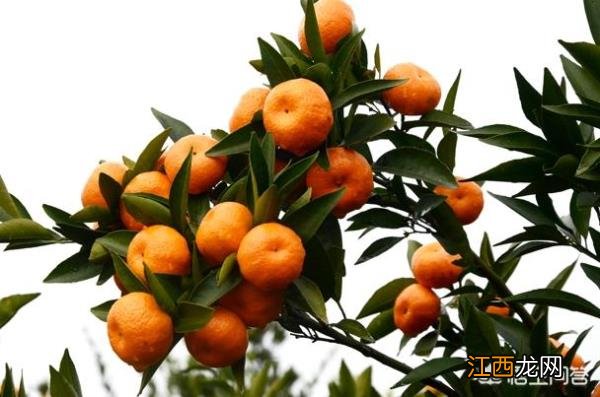 金溪藕丝糖,你吃过吗?