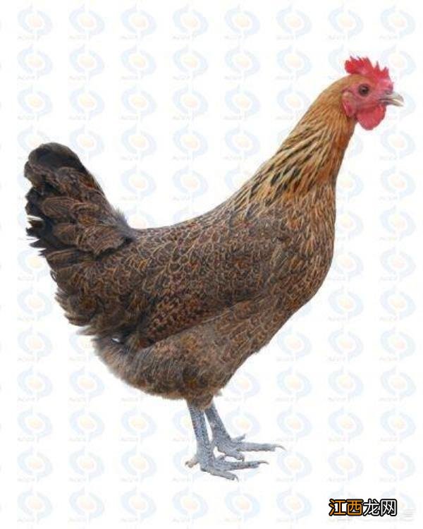 金溪藕丝糖,你吃过吗?