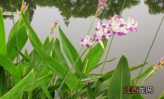 再力花的简介 再力花的种植方法