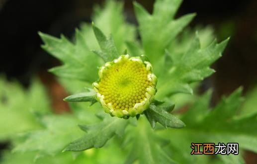 用植物驱赶蚊虫 有驱蚊虫效果的植物