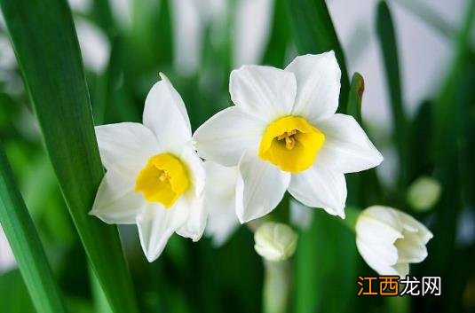 水仙花有毒吗 水仙花能放在卧室内吗