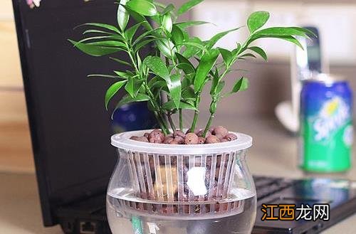 水培植物的养护技巧 养护水培植物的注意事项