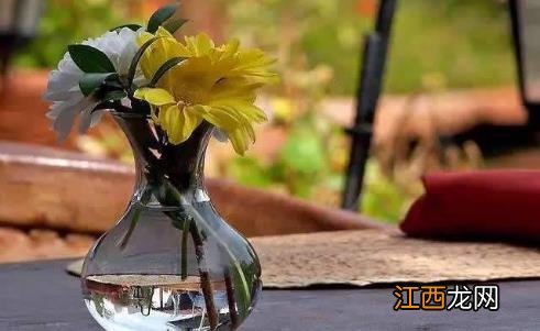 生根剂不用买 学会这些多蔫的枝条插个根就能活