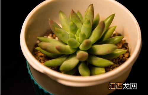 养花的误区 别再摧残你家的植物啦