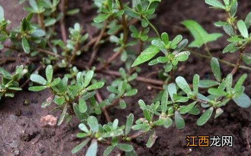 马齿苋作用大 花盆里栽一棵观赏食用都不错