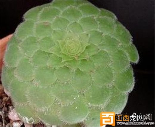 多肉明镜的植物介绍,明镜养护方式