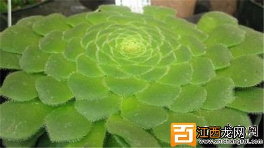 多肉明镜的植物介绍,明镜养护方式