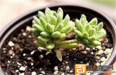 多肉植物春上怎么养?春上的介绍