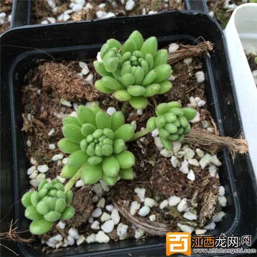 多肉植物春上怎么养?春上的介绍