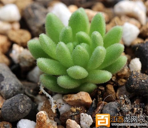 多肉植物春上怎么养?春上的介绍