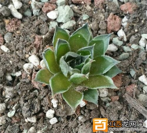 盘点夏至多肉各种花式作死养法