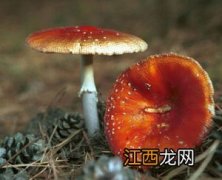 鉴别毒蘑菇的五种方法