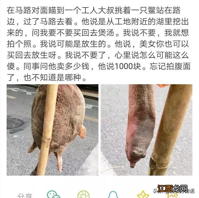 街头“千年老龟”的骗局 大家都见识过吗？