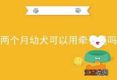 两个月幼犬可以用牵引绳吗