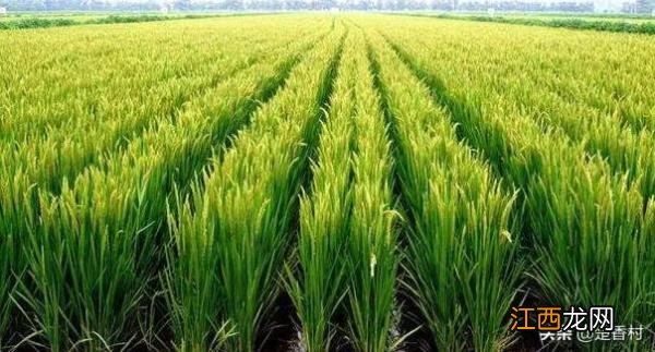 信阳人的主食为什么是大米而不是面食?