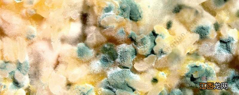 细菌菌落和真菌菌落的区别是什么 细菌菌落和真菌菌落怎么分辨