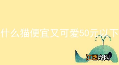 什么猫便宜又可爱50元以下