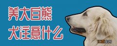 养大白熊犬注意什么