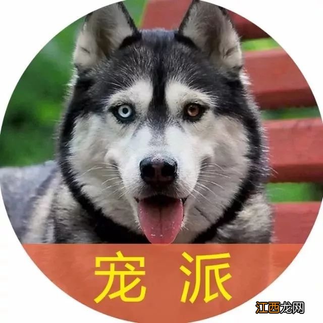 二哈:弟弟!以后有我罩着你!