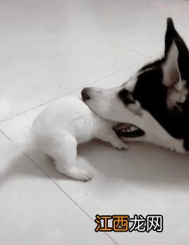 二哈:弟弟!以后有我罩着你!