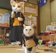 住持是只猫！京都“猫猫寺”狂吸粉大喵，信徒超虔诚