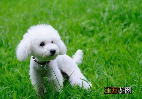 三个月的贵宾犬怕冷吗？理论上来说是这样的