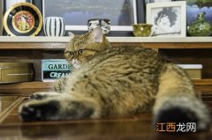 【养宠经验分享】加菲猫一直软便带血怎么办